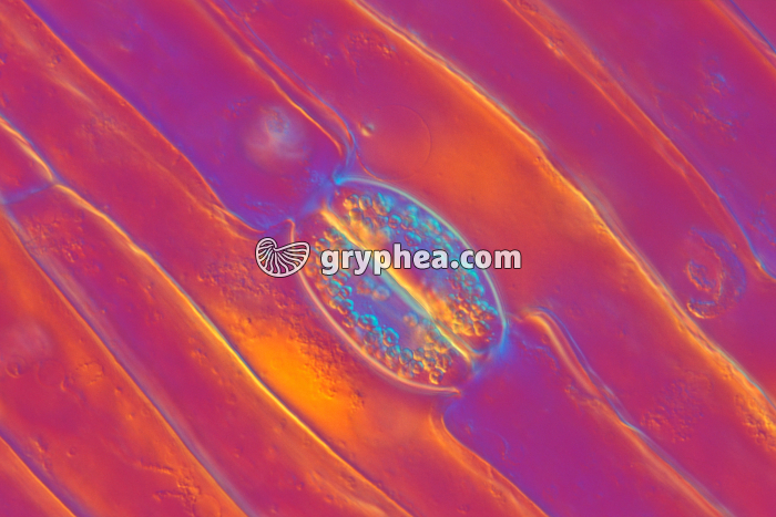 Stomate d'une feuille de Tulipe - Stomate fermé x160 - gryphea.com